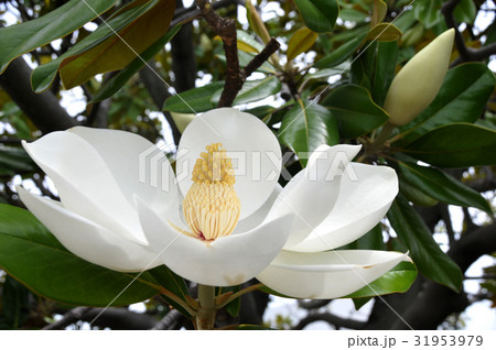 タイサンボクの花 31953979