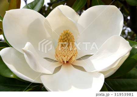 タイサンボクの花 31953981