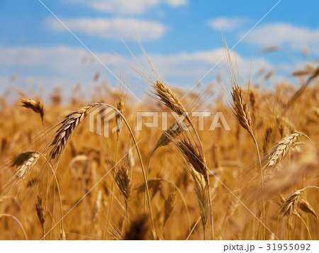 Wheat close-up Wheat close-up 31955092