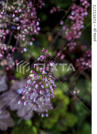 ヒューケラ ヒューケラ 31955272