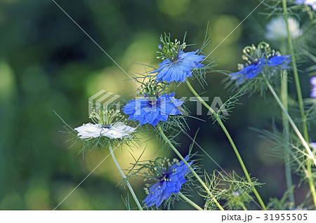 ニゲラ ニゲラ 31955505