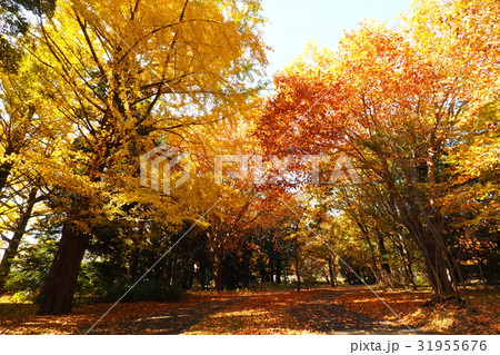 モミジバスズカケノキとイチョウ黄葉 31955676