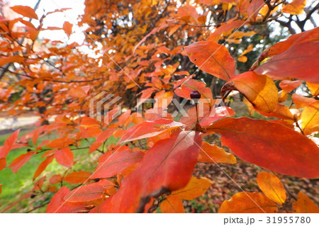ヤマコウバシ紅葉 31955780