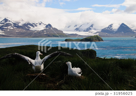 Wandering Albatross Couple raising wings. Wandering Albatross Couple raising wings. 31956025