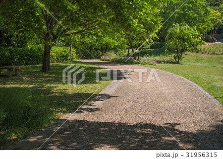 5月の手引きが丘公園 31956315