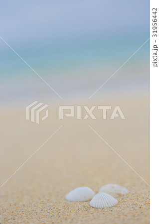 砂浜と貝殻 31956442