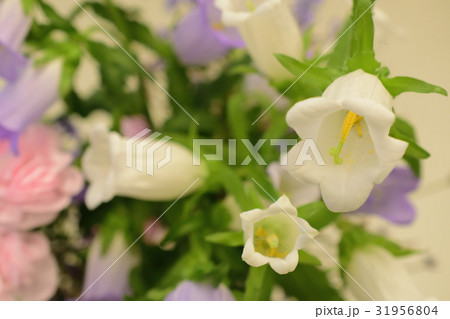 春から夏の花 フウリンソウの写真素材