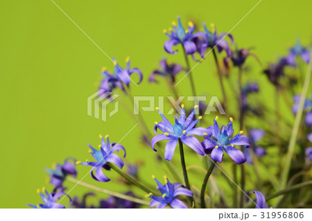 春から夏の花 シラー 春から夏の花 シラー 31956806