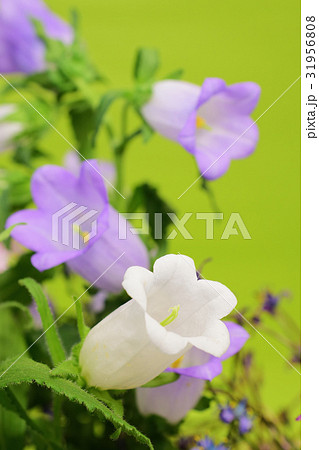 春から夏の花　フウリンソウ 31956808