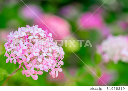 【神奈川県】あじさい 31956819