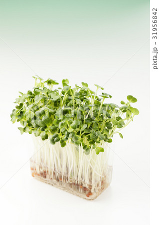 カイワレ大根 31956842