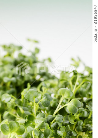 カイワレ大根 カイワレ大根 31956847