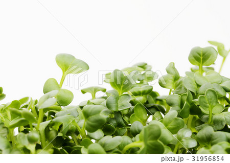 カイワレ大根 31956854