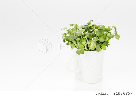 カイワレ大根 31956857