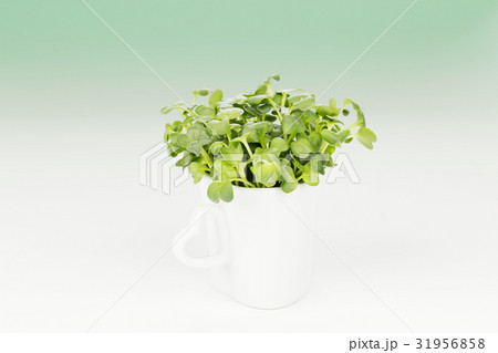 カイワレ大根 31956858