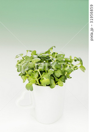 カイワレ大根 カイワレ大根 31956859