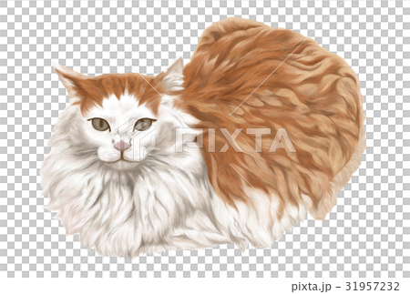 貓圖 31957232