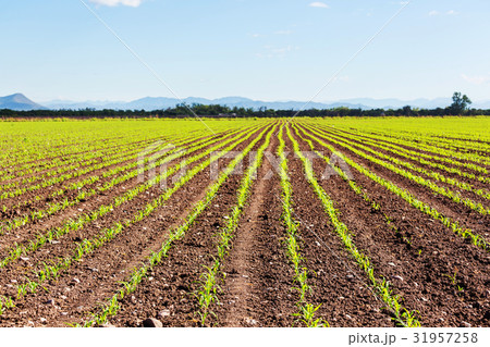 Corn field Corn field 31957258