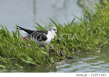 抱卵するセイタカシギ(背高鷸) 31957383