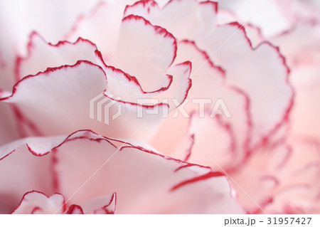 Macro Of Pink Carnation Flower 31957427