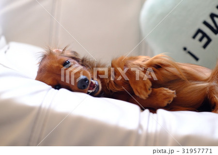 困る犬 ダックス 小型犬 困る犬 ダックス 小型犬 31957771