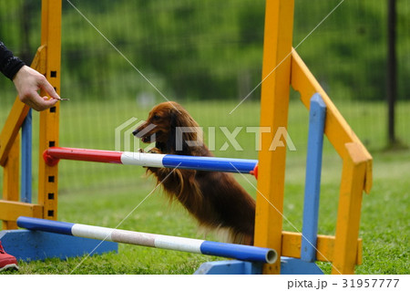 ダックス カニンヘン 待つ犬 ダックス カニンヘン 待つ犬 31957777