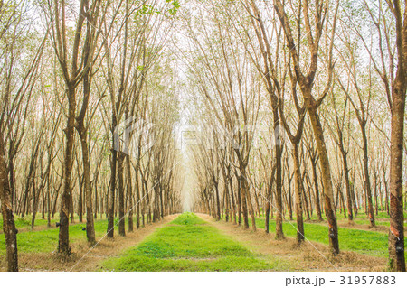 Rubber plantation in Phuket Thailand 31957883