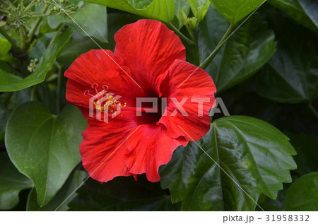 ハイビスカス 31958332