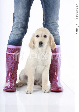 Puppy between rain boots 31958542