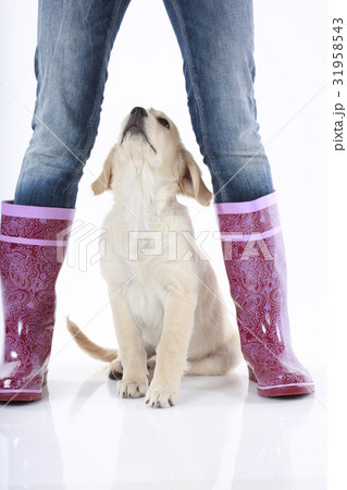 Puppy between rain boots 31958543