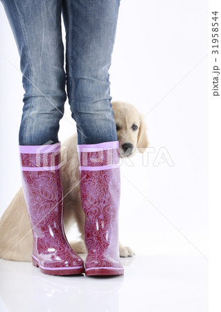Puppy between rain boots Puppy between rain boots 31958544