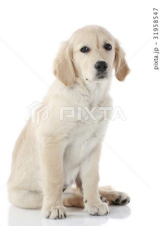 Golden Retriever Puppy Golden Retriever Puppy 31958547