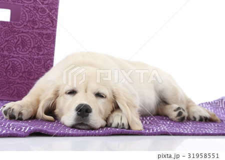Golden Retriever Puppy lying on the floor Golden Retriever Puppy lying on the floor 31958551