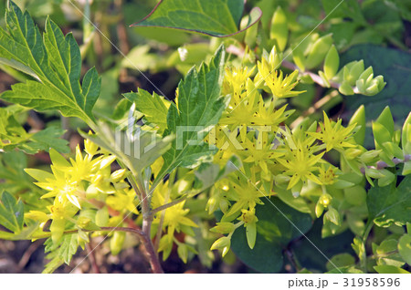 マンネングサ 31958596