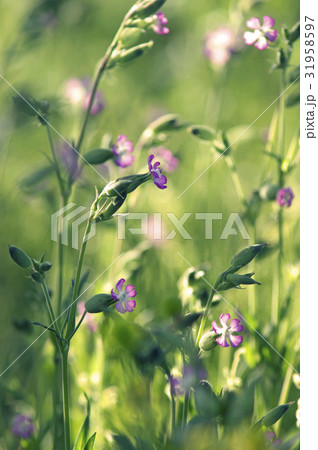 木陰のムシトリナデシコ 31958597