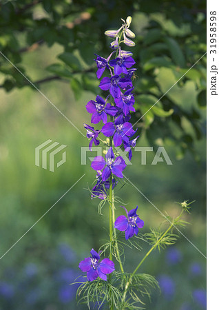 ラークスパー 31958598