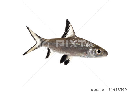 シルバーシャーク 31958599