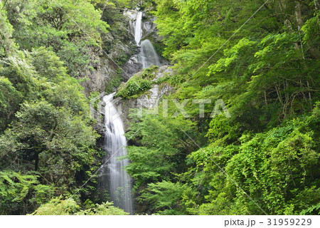 【奈良県　五條市】篠原宮の滝 31959229