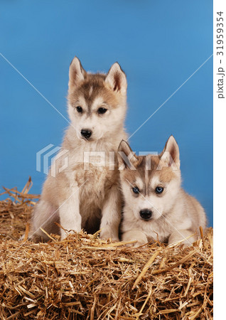 Two siberian husky puppies Two siberian husky puppies 31959354