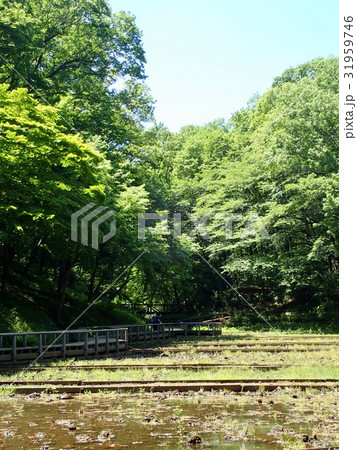 Noyamakita-Rokudoyama Park/Musashimurayama,Tokyo Noyamakita-Rokudoyama Park/Musashimurayama,Tokyo 31959746