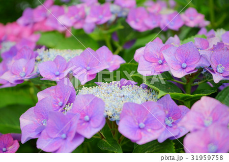 紫色の額アジサイ3 紫色の額アジサイ3 31959758