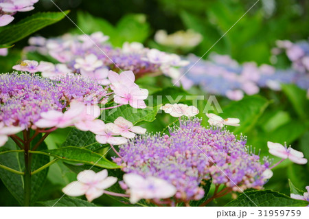 ピンクの額アジサイ4 ピンクの額アジサイ4 31959759