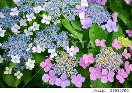 額紫陽花2色 額紫陽花2色 31959760