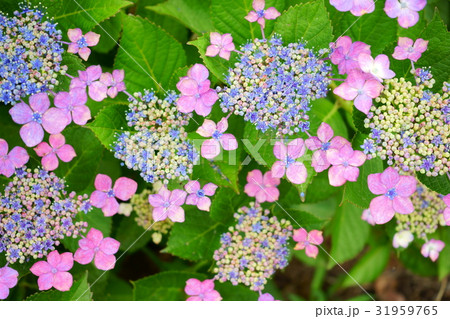 ピンクの額アジサイ８ 31959765
