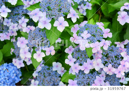 紫色の額紫陽花１ 31959767