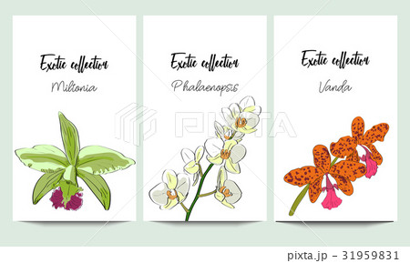 Vertical vector banners of orchids exotic  31959831