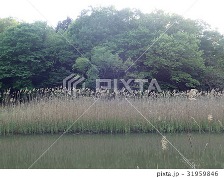 Noyamakita-Rokudoyama Park/Musashimurayama,Tokyo Noyamakita-Rokudoyama Park/Musashimurayama,Tokyo 31959846