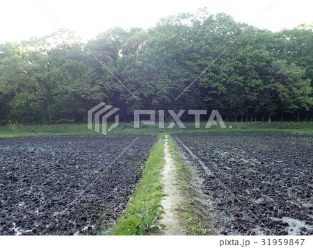 Noyamakita-Rokudoyama Park/Musashimurayama,Tokyo Noyamakita-Rokudoyama Park/Musashimurayama,Tokyo 31959847