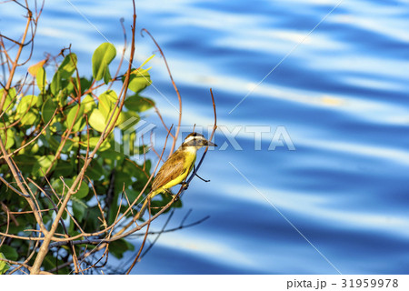 Great Kiskadee 31959978