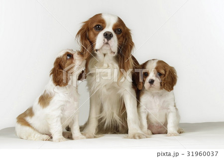 Cavalier king charles dog family 31960037